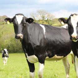 bozenimport-cattle-2656468-1920-holstein