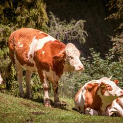 bozenimport-cows-5547690-1920-fleckvieh