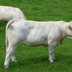 bozenimport-cattle-480972-1920-charolais