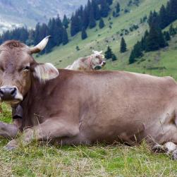 bozenimport-cow-1579842-1920-braunvieh